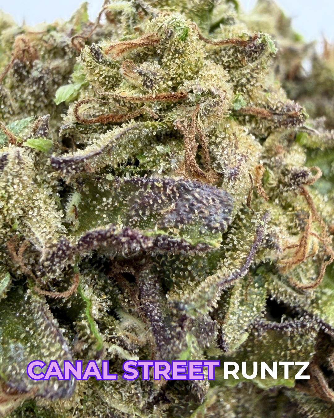 Canal Street Runtz