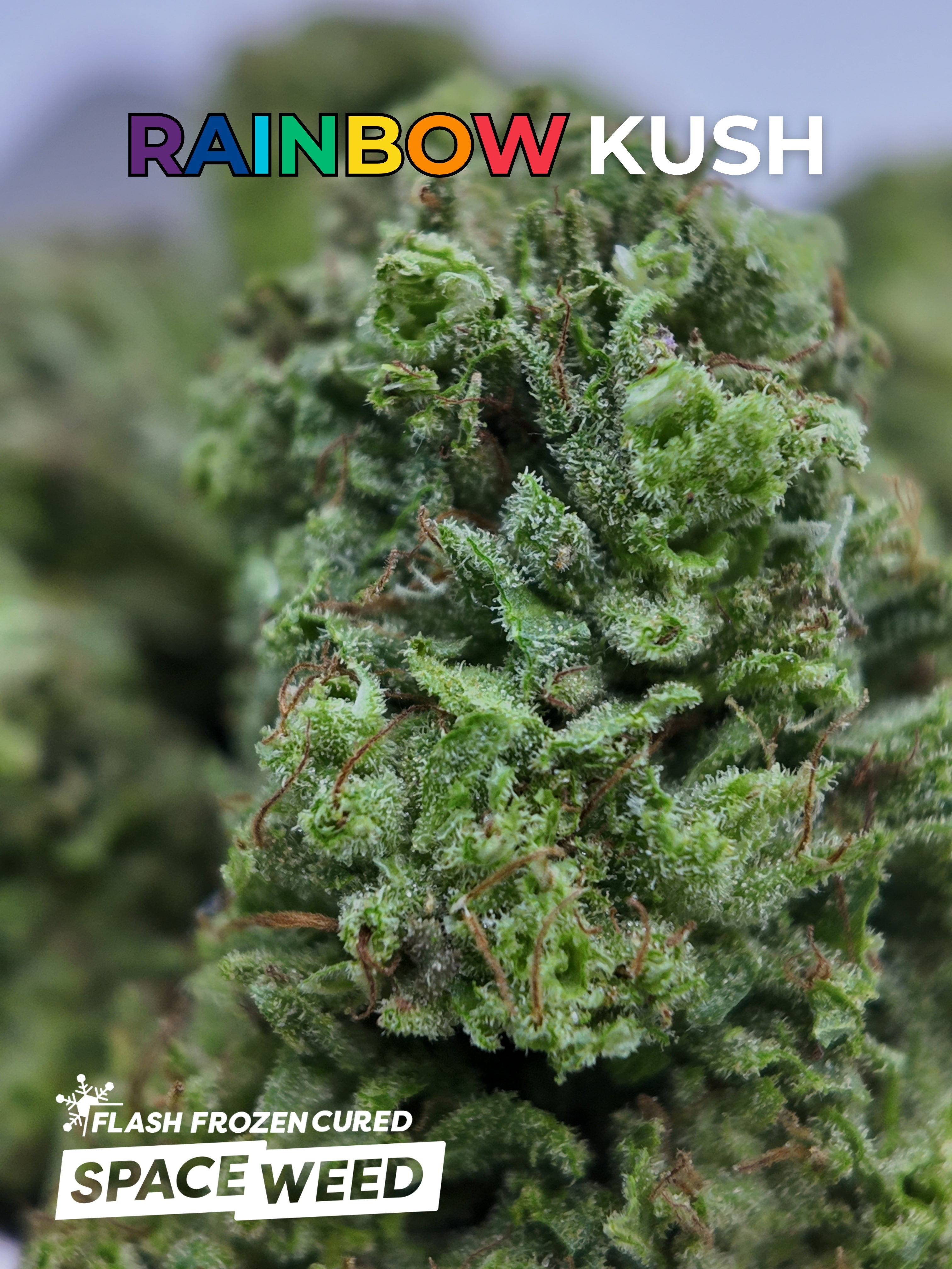Rainbow Kush hover
